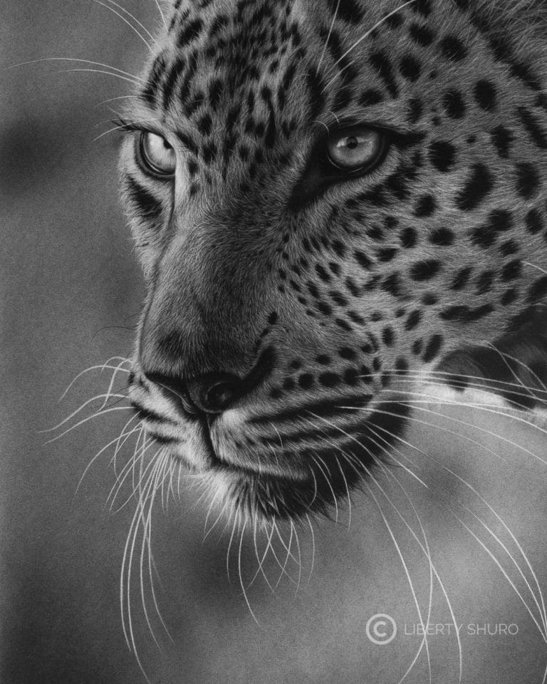 African Leopard Stare