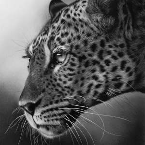 Mashatu Leopard