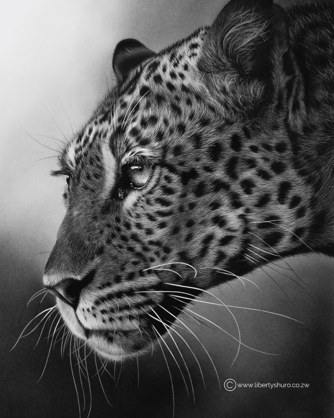 Mashatu Leopard